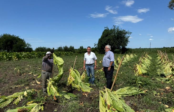 Caída de granizo afectó cultivo de tabaco en Villa Belgrano