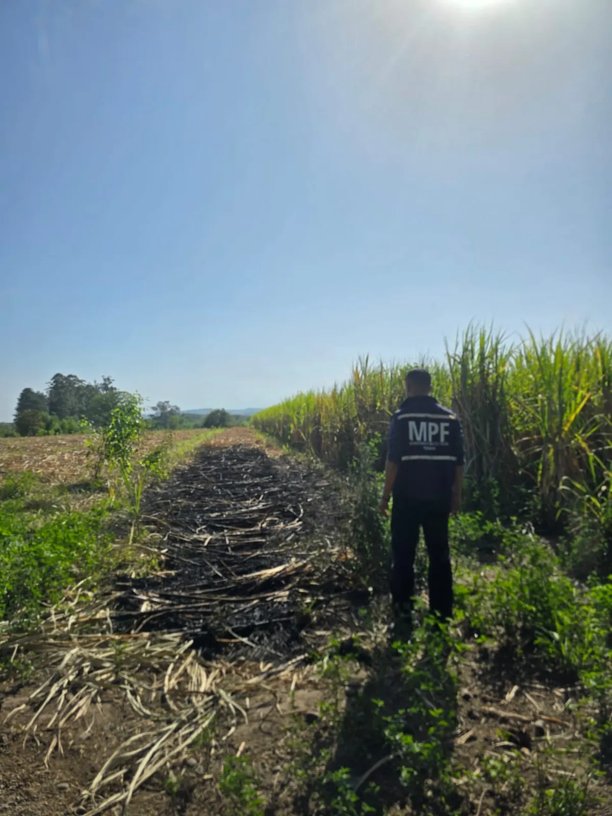 Tres aprehendidos por quema de cañaverales en Capitán Cáceres