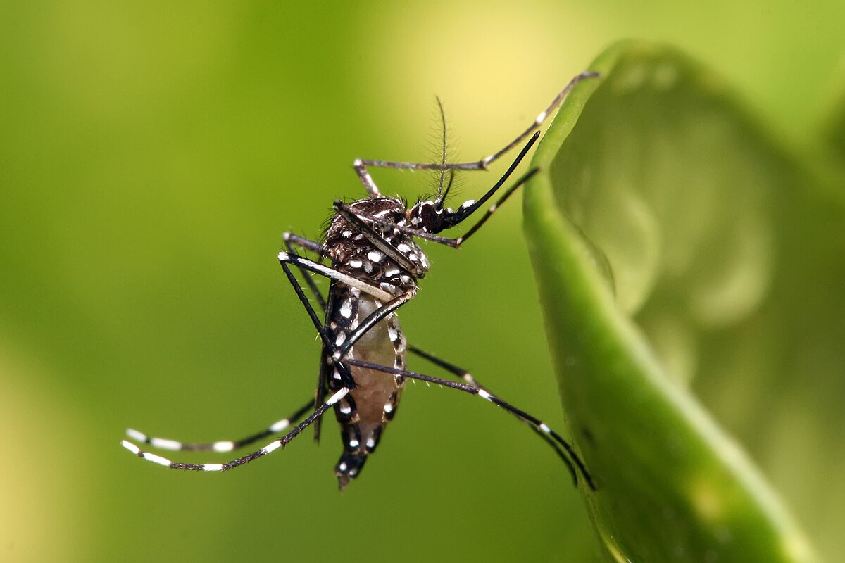 Abre en Brasil la mayor fábrica del mundo de mosquitos para combatir el dengue