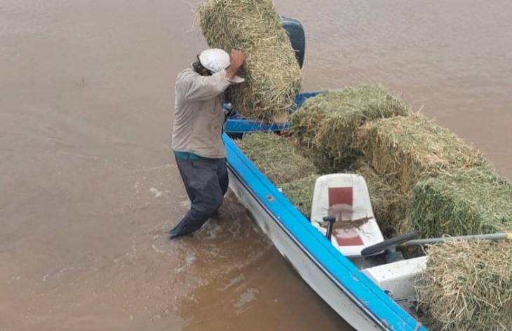 El Gobierno intensifica el rescate y la asistencia de animales en áreas afectadas